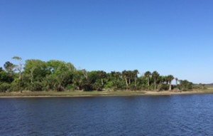 The vegetation along the ICW takes on a tropical look with palm trees along the shore. 