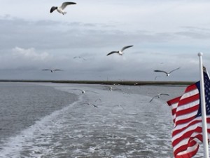 A flock of royal terns followed Dot.Calm out of port.  They've learned that wakes push small fish (breakfast!) closer to the surface.