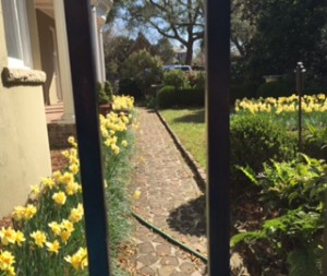 Hidden gardens are part of Charleston’s allure I think.  These daffodils are obviously thriving in this unusually sunny patio location.