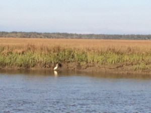 An egret explores the ebbing tide looking for dinner while we prepare ours. 