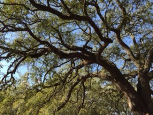 While the palmetto may be the tree most identified with Charleston, it should really be the live oak.  There are hundreds of them -- many stately 100 year olds -- in the city.