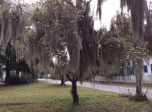 Spanish moss isn't harmful to trees (according to our Marathon landscape person),  but it does seem to take over when it can!