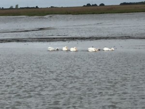 The book says white pelicans are very rare.  In all our time in Florida. we've never seen them.  They are migratory birds and feed on the water like ducks rather than diving like their cousins the brown pelicans.