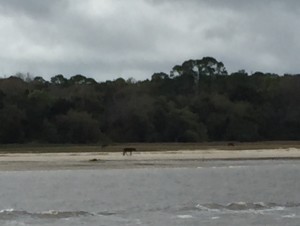 Some of the wild horses on Jekyll Island, a nature preserve that was once the home of Rockefellers, Roosevelts and other wealthy easterners. 