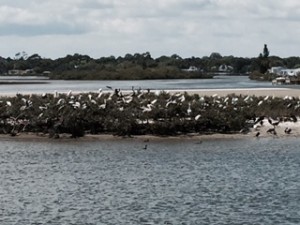 Even the wildlife experiences more crowding in Florida -- one of several "pelican islands" we passed on our way to New Smyrna. 