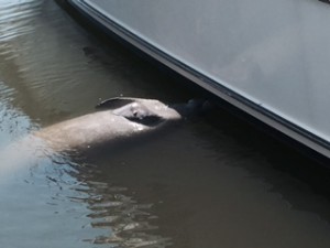 Our boat neighbor told us the manatees love boat cleaning days, gathering around the scuppers for fresh water.  We saw a half dozen of them in the immediate vicinity of our slip.