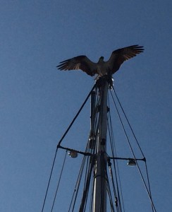 Captured this shop of an osprey heralding his catch as he stopped atop a nearby mast.  The osprey's nest is about 50 yards away and we heard the pair calling to each other frequently.