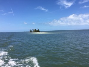 Doesn't this look like an inviting little island?  A perfect spot for a beach picnic....in the middle of the ICW