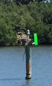 Ospreys have made nests on many of the channel markers.  This was the third one we saw in less than half a mile.  Look closely and you'll see two white heads "at home."