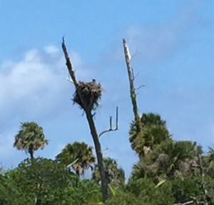 This close-up shows that one of the osprey is at home.