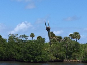 This osprey pair (they mate for life) built their nest between two dead branches of a crooked tree.