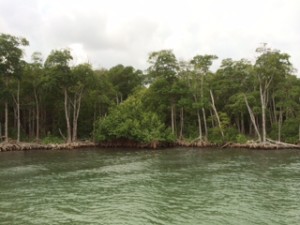 This pretty scene was also a surprise.  A mangrove forest along the ICW nearly in the heart of Miami.