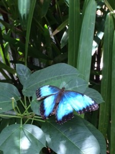 A stunning blue butterfly alit long enough for a quick shot.  The number of butterflies in the air was amazing.