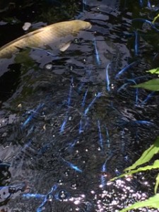 A close up of the blue fish with a huge white koi.