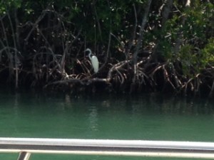 We saw lots of white egrets as we cruised through many canals cut through mangrove islands in Florida Bay.