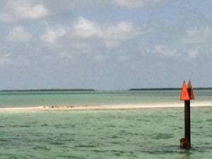 Birds take roost on a larger sandbar.  In the distance, you see a cut through a mangrove island.